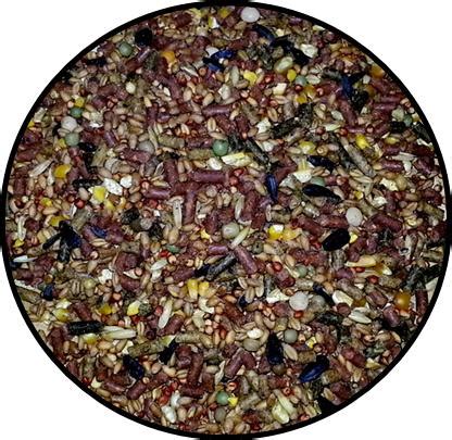 gamecock feeding conditioning systems.